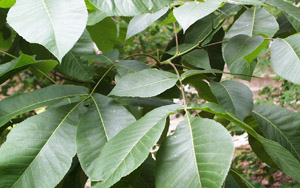 Shagbark hickory leaves